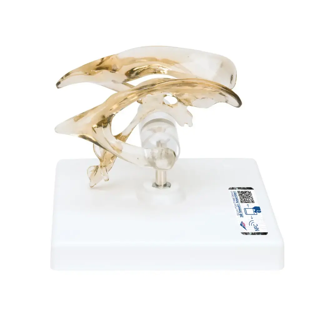Ventricule du cerveau 3B Scientific®