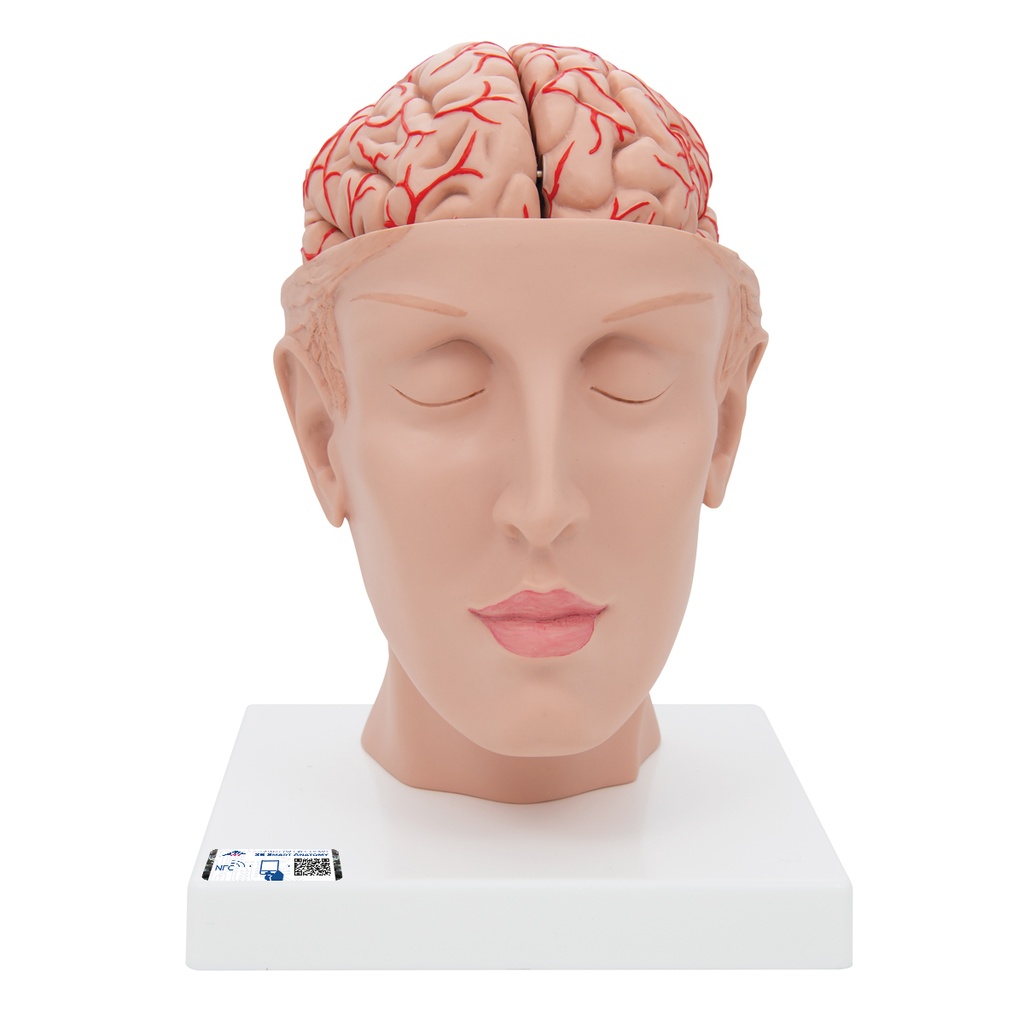 Cerveau avec artères sur socle 3B Scientific®
