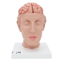 Cerveau avec artères sur socle 3B Scientific®