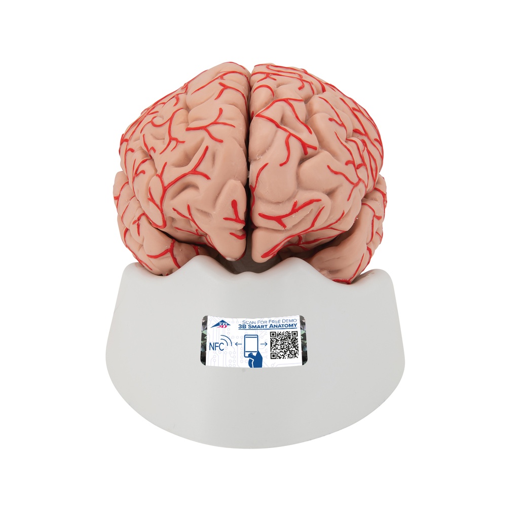 Cerveau avec artères en 9 parties 3B Scientific®