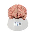 Cerveau avec artères en 9 parties 3B Scientific®