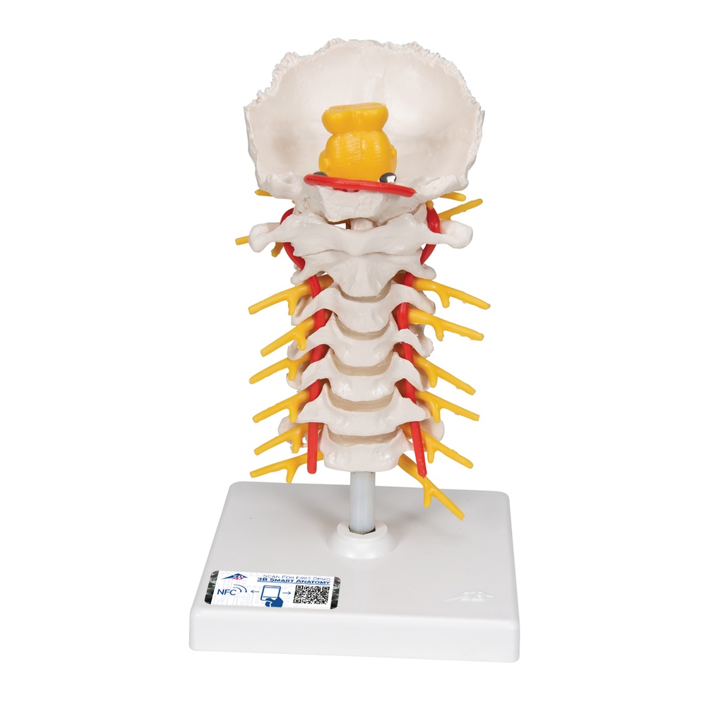 Colonne vertébrale cervicale 3B Scientific®