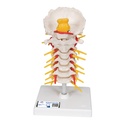 Colonne vertébrale cervicale 3B Scientific®