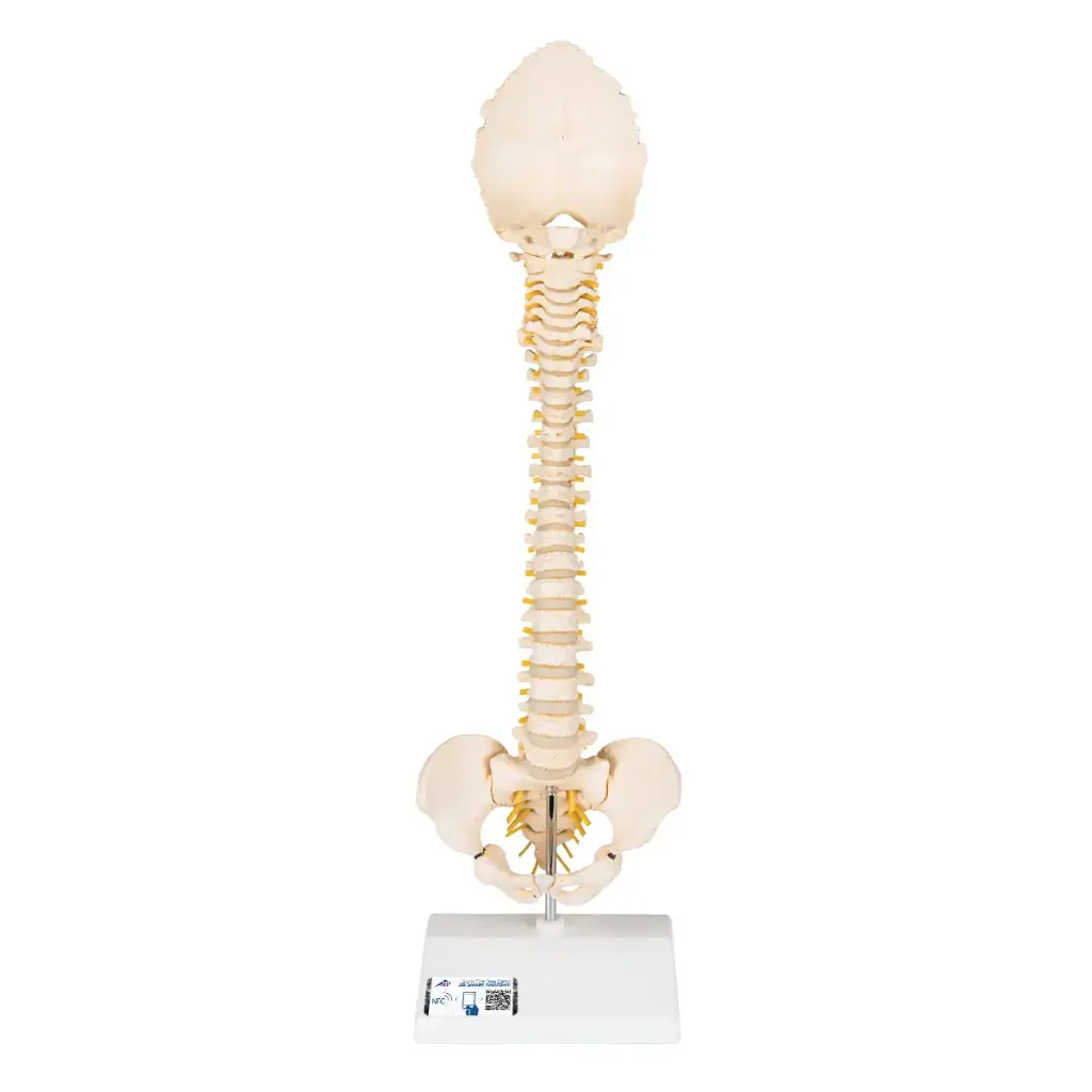 Colonne vertébrale enfant 3B Scientific®BONElike