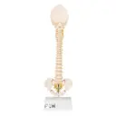 Colonne vertébrale enfant 3B Scientific®BONElike