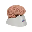 Modèle anatomique de cerveau classique en 5 parties 3B