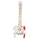 Colonne vertébrale flexible classique avec fémurs 3B Scientific®