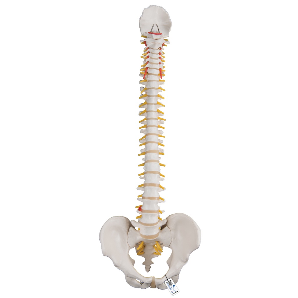 Colonne vertébrale flexible classique 3B Scientific®