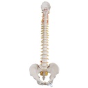 Colonne vertébrale flexible classique 3B Scientific®