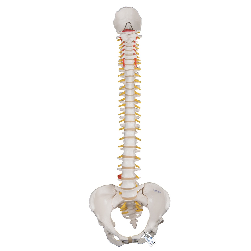 Colonne vertébrale classique flexible avec bassin féminin 3B Scientific®