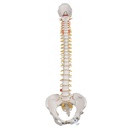 Colonne vertébrale classique flexible avec bassin féminin 3B Scientific®