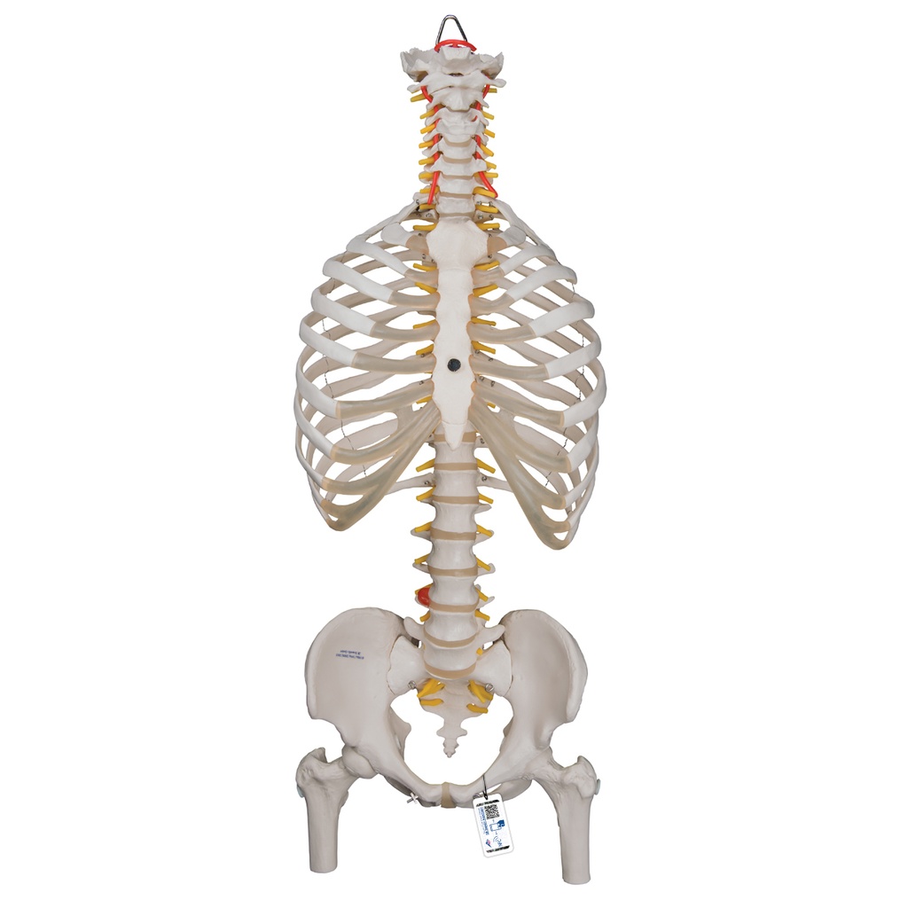 Colonne vertébrale flexible classique 3B Scientific®