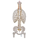 Colonne vertébrale flexible classique 3B Scientific®
