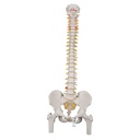 Colonne vertébrale flexible classique avec têtes de fémur 3B Scientific®