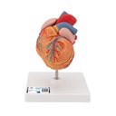 Cœur classique avec ventricule gauche 3B Scientific®