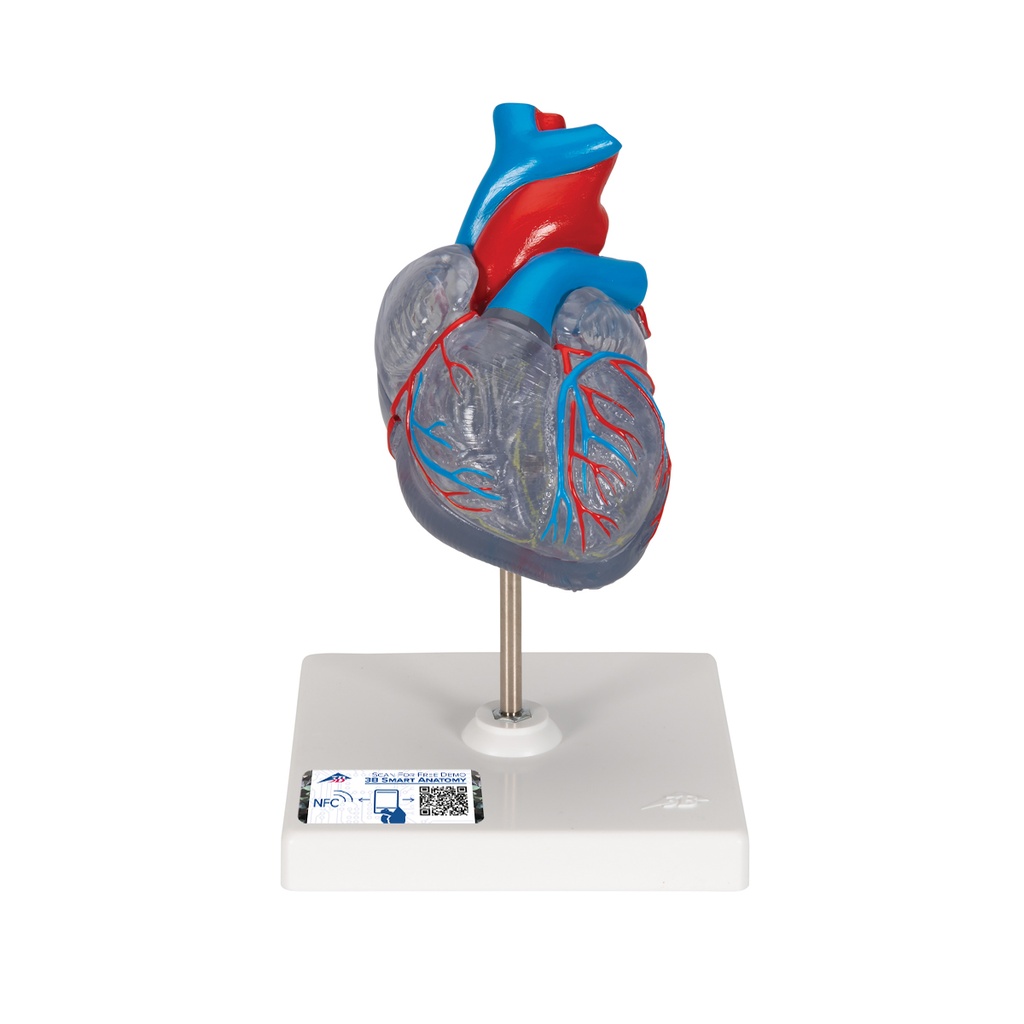 Cœur classique avec système de conduction 3B Scientific®