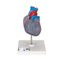 Cœur classique avec système de conduction 3B Scientific®