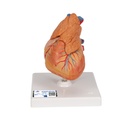 Cœur classique avec thymus 3B Scientific®