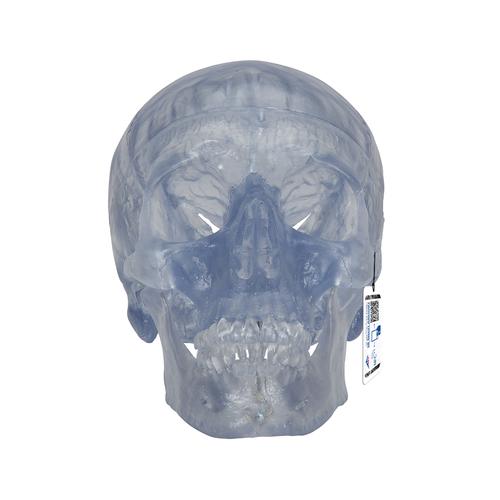 Crâne classique transparent 3B Scientific®
