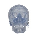 Crâne classique transparent 3B Scientific®