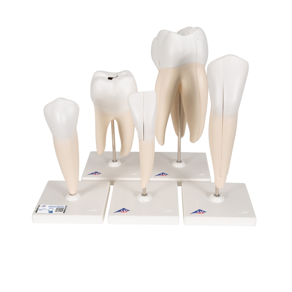 Série de modèles de dents classiques 3B Scientific®