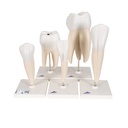 Série de modèles de dents classiques 3B Scientific®