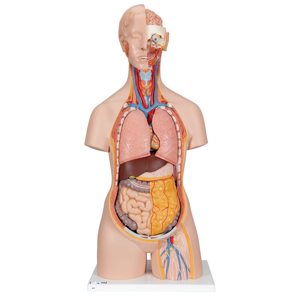 Torse classique unisexe avec cou ouvert en 18 parties 3B Scientific®