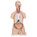 Torse classique unisexe ouvert en 21 parties 3B Scientific®