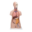 Torse classique unisexe en 12 parties 3B Scientific®