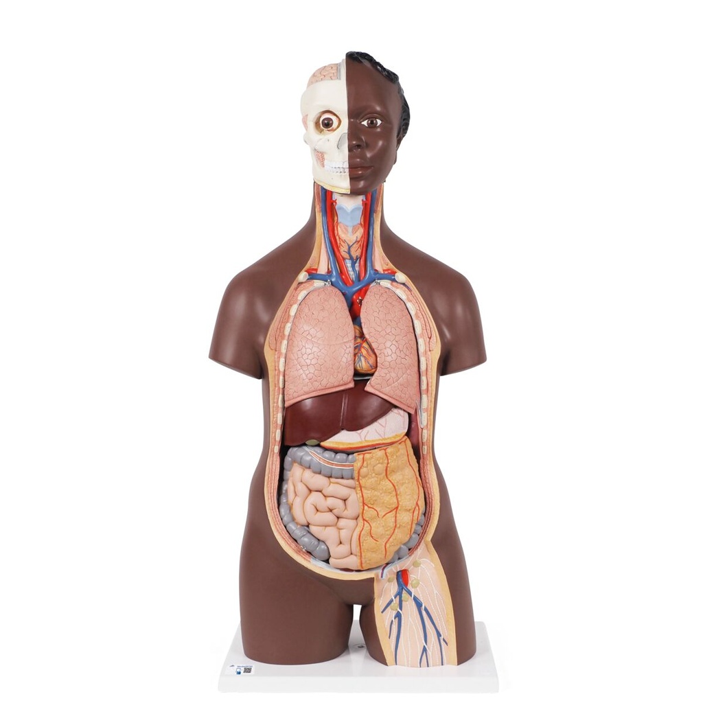 Torse classique unisexe en 12 parties foncé 3B Scientific®