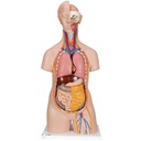 Torse classique unisexe en 14 parties 3B Scientific®
