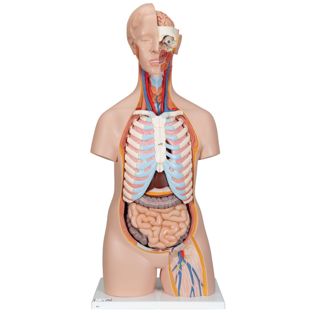 Torse classique unisexe en 16 parties 3B Scientific®