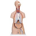 Torse classique unisexe en 16 parties 3B Scientific®