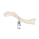 Clavicule 3B Scientific®