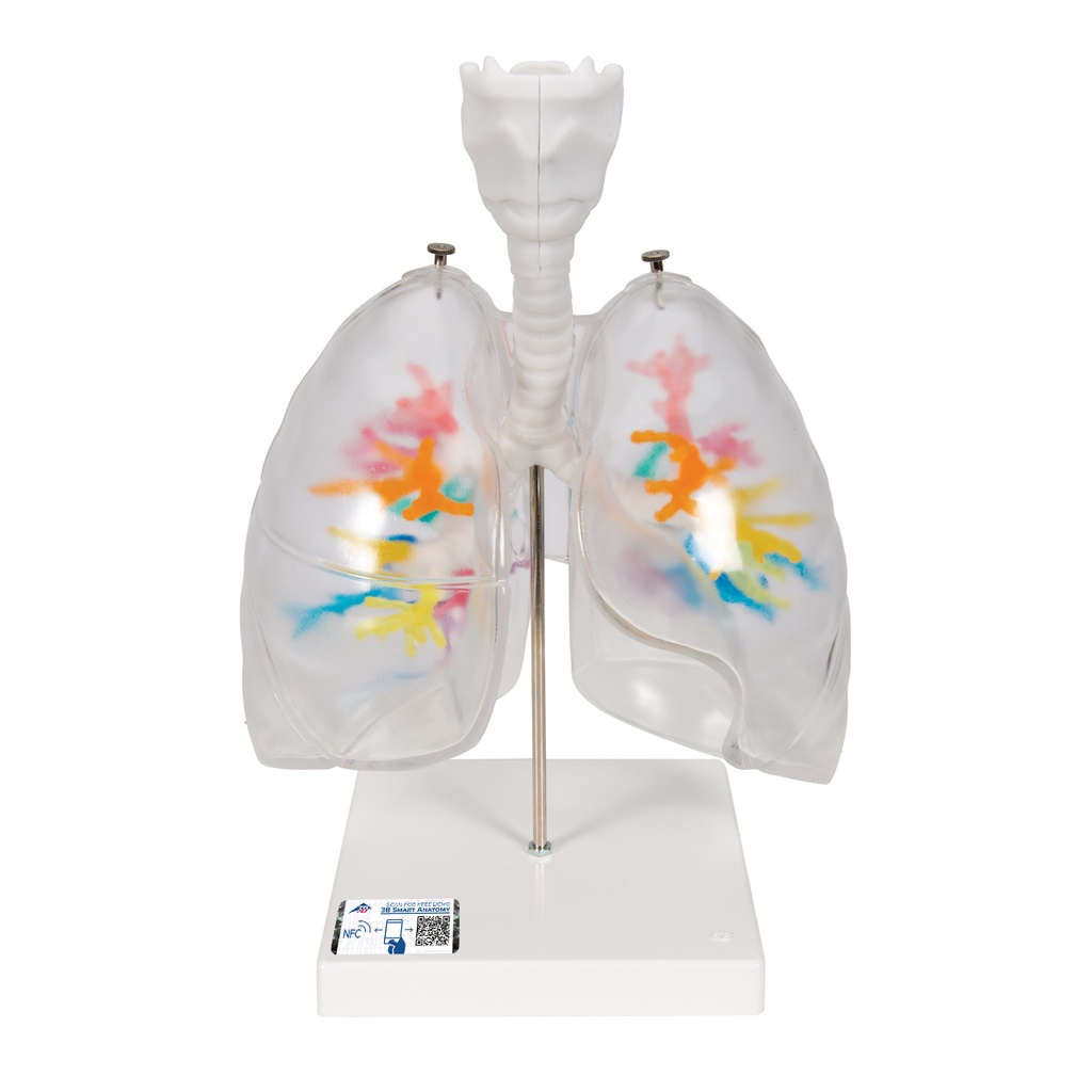 Arbre bronchique CT 3B Scientific®