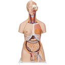 Torse de luxe bisexué avec dos ouvert 3B Scientific®