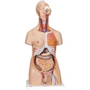 Torse de luxe bisexué en 24 parties 3B Scientific®