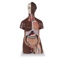 Torse double de luxe en 24 parties peau foncée 3B Scientific®