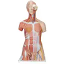 Torse musculaire bisexué de luxe 3B Scientific®