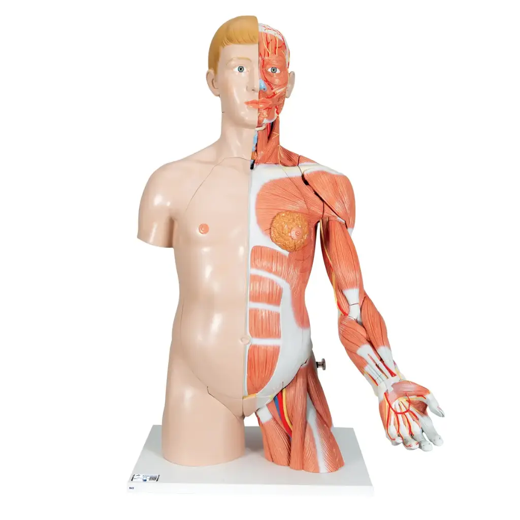Torse bisexué de luxe 3B Scientific®