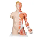 Torse bisexué de luxe 3B Scientific®