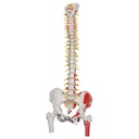 Colonne vertébrale flexible de luxe avec fémurs 3B Scientific®