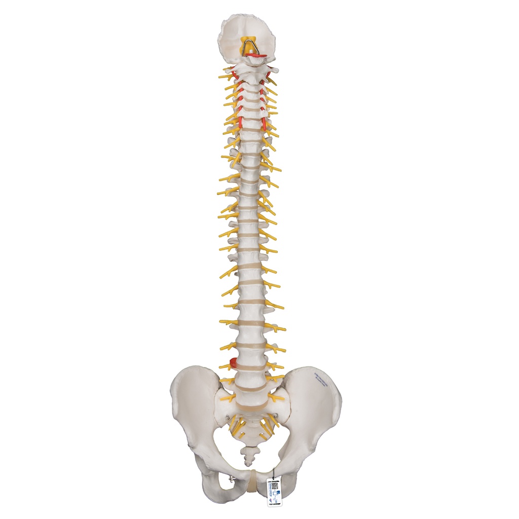 Colonne vertébrale flexible de luxe 3B Scientific®