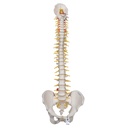Colonne vertébrale flexible de luxe 3B Scientific®