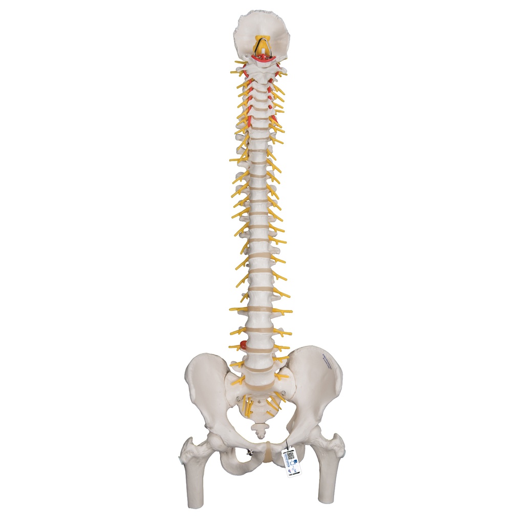 Colonne vertébrale flexible de luxe avec têtes de fémur 3B Scientific®