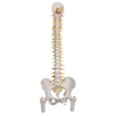 Colonne vertébrale flexible de luxe avec têtes de fémur 3B Scientific®