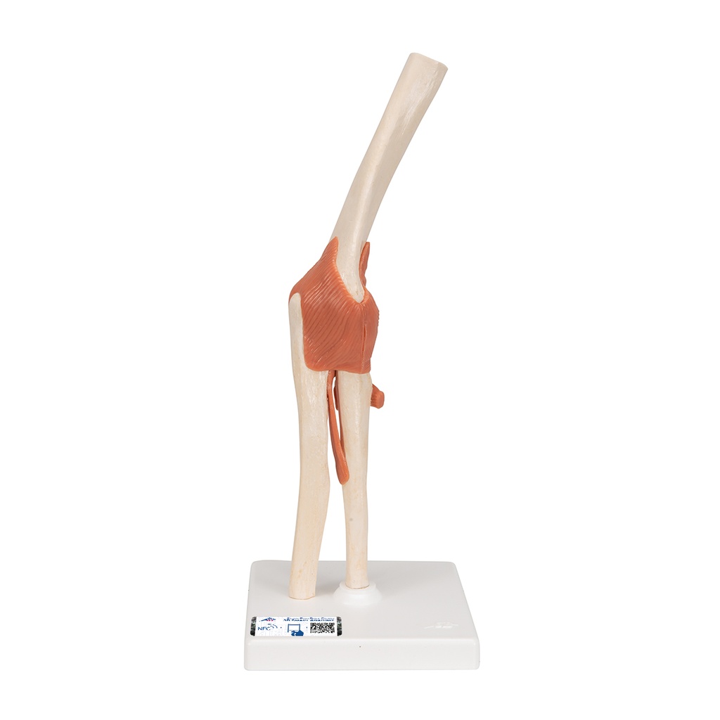 Articulation du coude fonctionnelle de luxe 3B Scientific®
