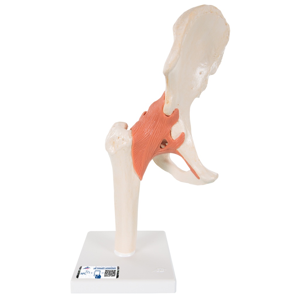 Hanche fonctionnelle de luxe 3B Scientific®