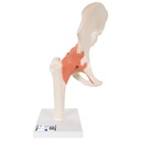 Hanche fonctionnelle de luxe 3B Scientific®