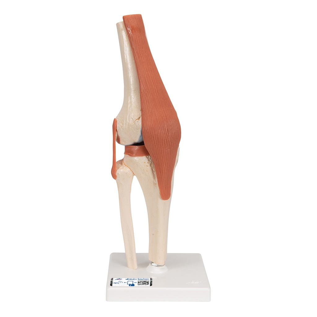 Genou fonctionnel de luxe 3B Scientific®